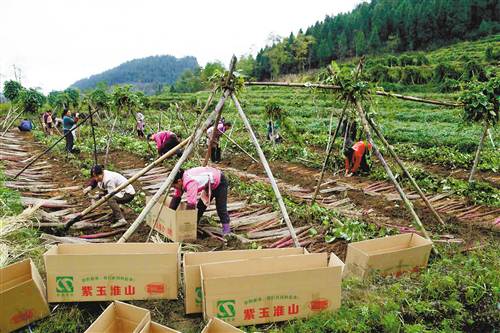 Yang Jiangkui, a young man in Pengshui, Chongqing, let the purple yam 