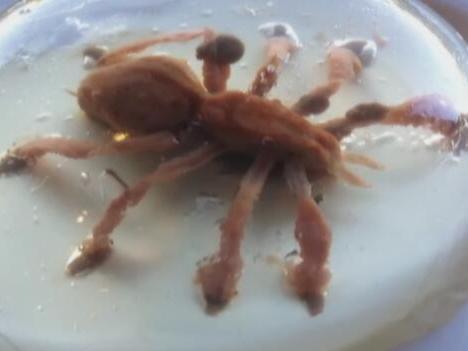 Wow, dare you eat spiders? Collection of fancy dessert pudding