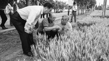 Water-saving technology planting wheat on demand set up invincible