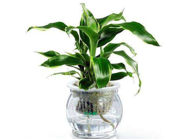 Which plants are suitable for indoor hydroponics