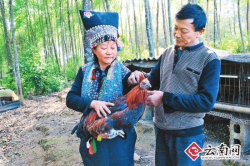 Zhang Yunxiang, Wei Zhen and his wife: working together to find a way to get rich