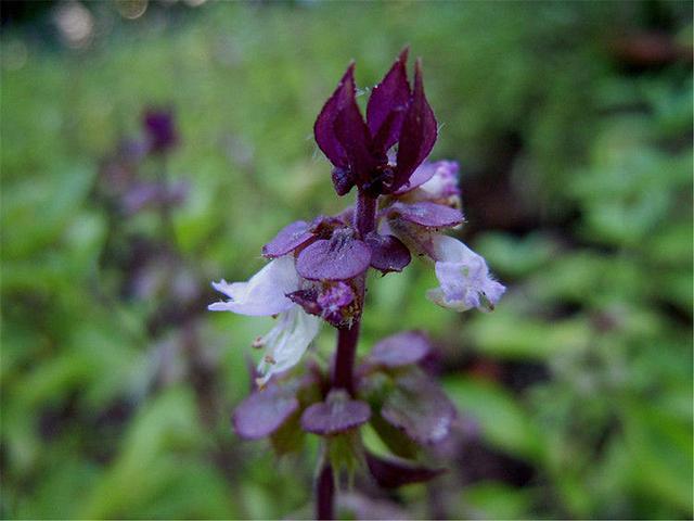 Weeds that sheep in rural gullies do not eat are delicious for city people. They are also called ten coriander.