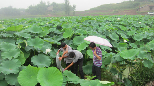 Lotus field crayfish lotus farmers earn 600,000 yuan a month