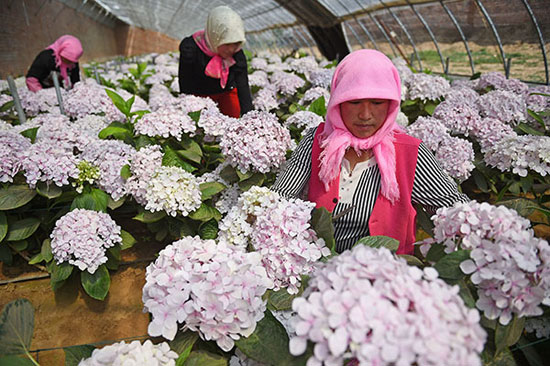 Industrial fund helps flower enterprises in Yinchuan to bloom happily.