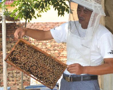 Beekeeping, jujube planting, jujube village, the leader of getting rich.