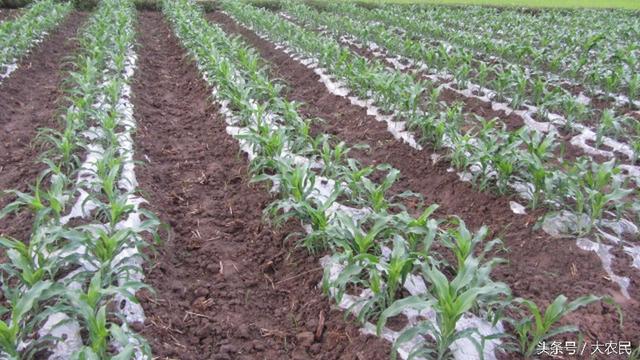 Merits and demerits of Maize cultivation with plastic Film mulching