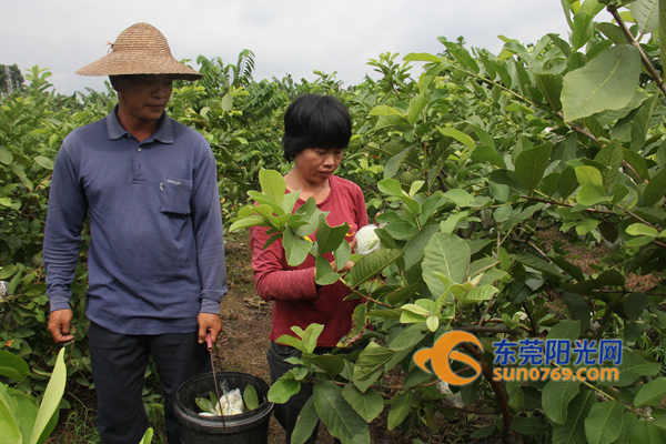 Middle-aged couple give up their jobs and return to the village to start a business. Small orchards place their dreams of becoming rich