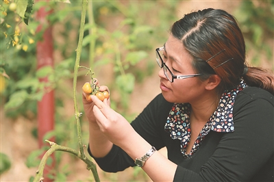 Wang Dongyun, a village official in Xingtai County, Hebei Province, carries the heavy burden of starting a business and enriching the people.