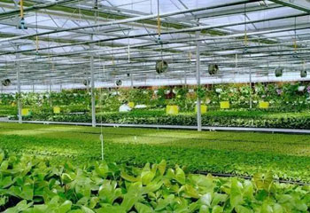 Smart agriculture plays with mobile phones to grow and raise worry-free APP