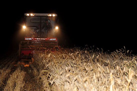 Intermittent rainfall in Henan Province to harvest wheat overnight