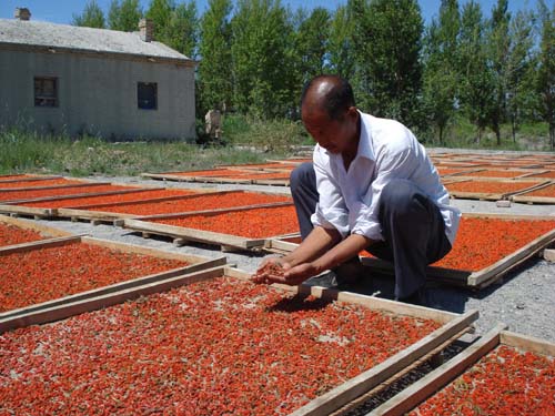 The 83 regiment of the fifth division applies sufficient farm manure and Chinese wolfberry to increase the income of workers in the full fruit period.