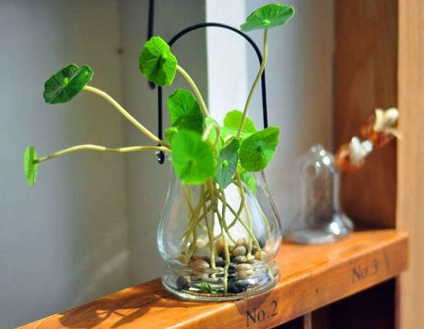 How do hydroponic plants grow fast