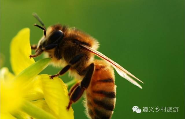 The difference between Chinese honey and Italian honey