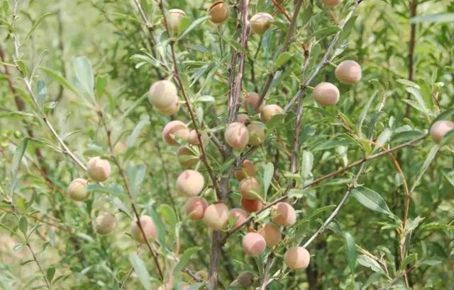 Magic tree, edible oil growing in the desert will cultivate 1 million mu of desert flower 