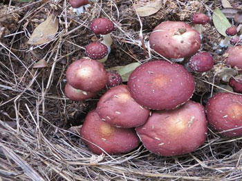 Corn stalk seed matsutake mu earn ten thousand yuan red days