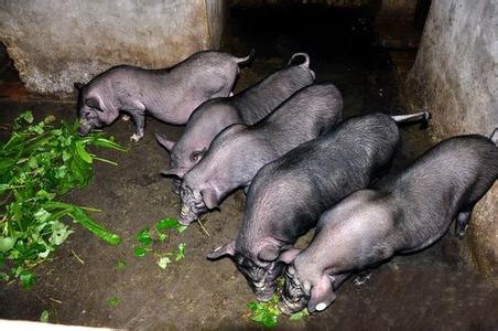 The piglet can taste radish when running all over the mountain.