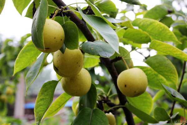 The sales of planting pear trees reached 6.83 million yuan last year.