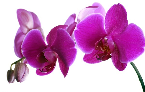 What is the reason why orchids do not bloom?