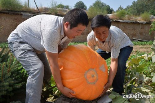 A pumpkin king who weighs 130 jin is bred by 12 yuan a seed.