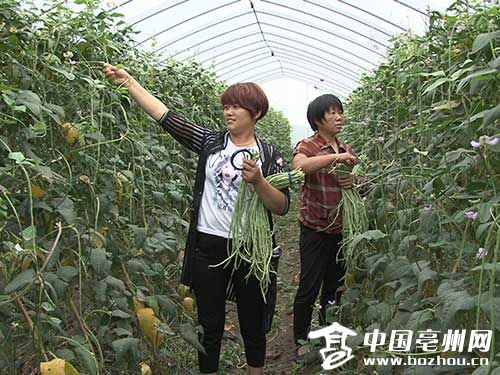 The brothers returned to their hometown to start a business and grow greenhouse vegetables.