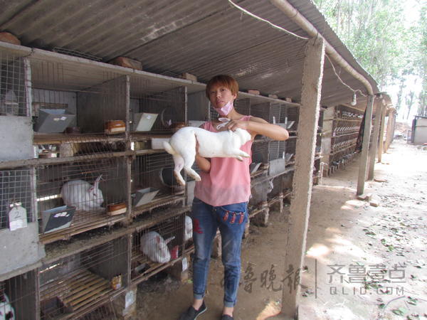 Raising rabbits to become a start-up star, thousands of meat rabbits are in short supply every month.