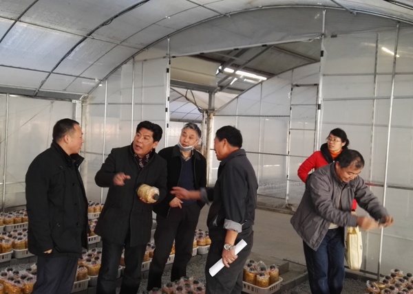 Haining successfully established artificial cultivation base of Phellinus igniarius