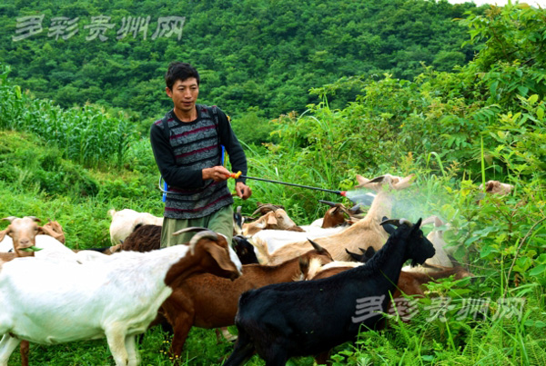 Shepherds at the foot of Yunwu Mountain in Fuquan, Guizhou