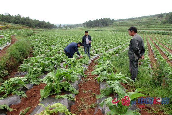 The merciless hail hit the farmer's heart