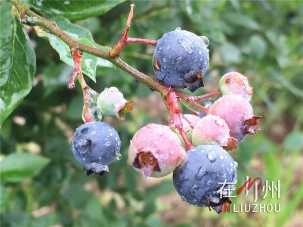 Other people grow blueberries, moldy! And he grows blueberries, beautiful!