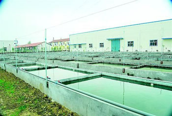 Qianjiang lobster is more popular for seedling breeding and breeding.