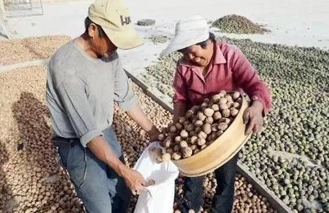 Xin Jiaoyuan: Cut down 28 stupid walnut trees and earn more than 7000 yuan