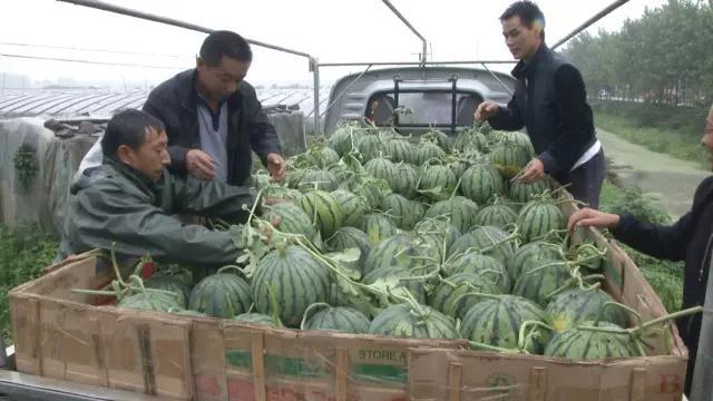 The reason why precocious watermelons are no longer popular is that