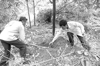 Jieyang good bamboo shoots are listed 10 yuan later and have a high market value per jin.