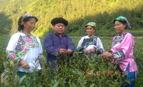 Yang Zaiwen: Golden tea is a big industry for our farmers to get rich.