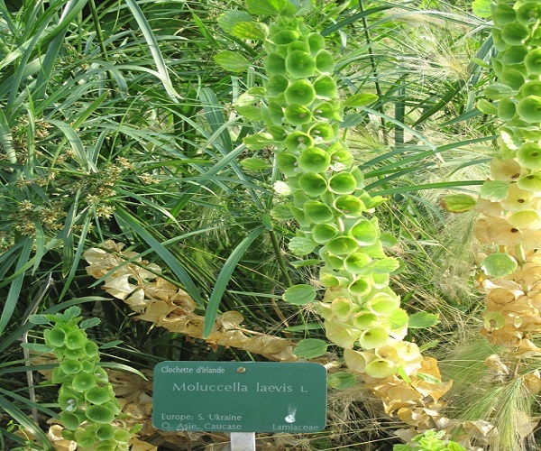 The planting method of shell flower