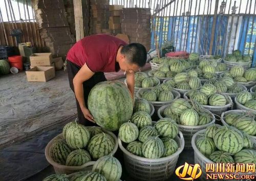 103 jin giant watermelon exposure has a special purpose.