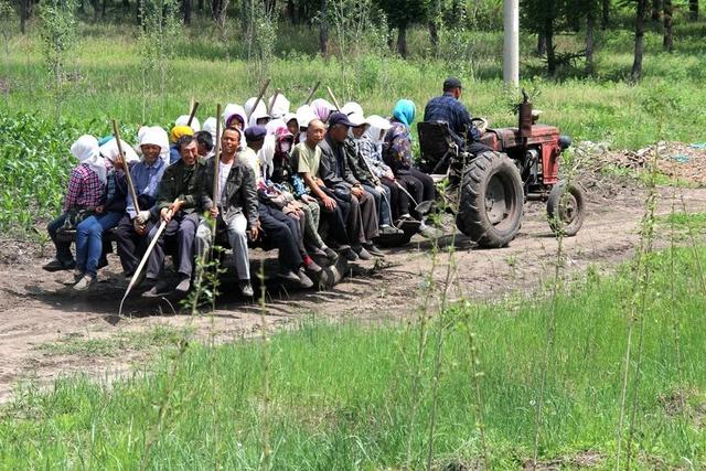 These jobs in my hometown now earn more than a thousand a day. Do you dare to challenge them? Those who are not familiar with farming are not allowed to enter!