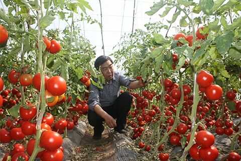 A wonderful vegetable grower is rewriting the history of Chinese agriculture.