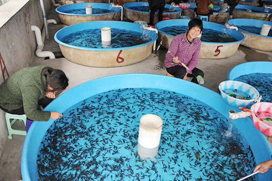 Ecological shrimp culture and fish culture in Fanjing Mountain area of Guizhou Province