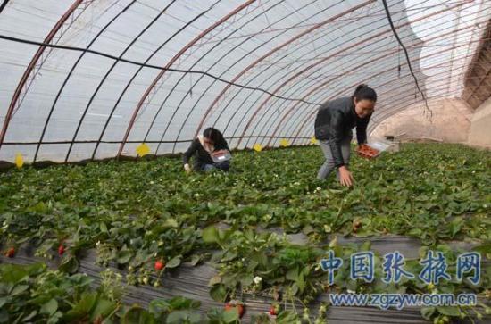 The wife of the city goes to the countryside to grow strawberries and find another way to get rich.