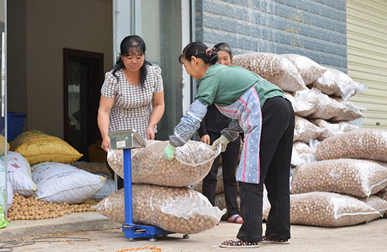 It is difficult to expect walnut trees to get rid of poverty.