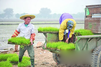 Migrant workers in rice and duck fields in Zhongshan, Guangdong Province can exchange money with each other.