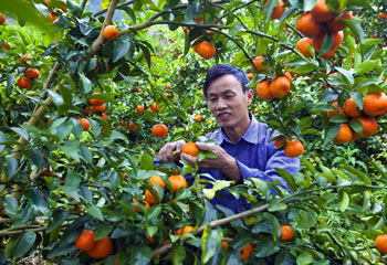 Read the newspaper, worship the teacher, learn to grow the citrus online, Lingtong Fushan