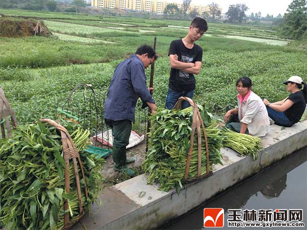 Wang Youjun, a major vegetable broker, made Bobai water spinach 