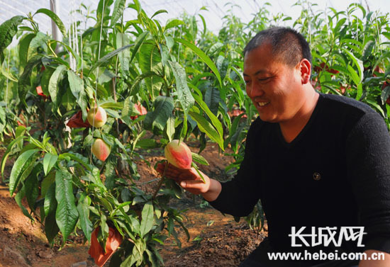 Qian'an, Hebei Province: early ripening fresh peaches in the Spring Festival green greenhouse to promote a bumper harvest