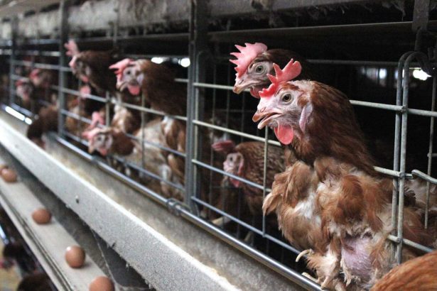 (exclusive) the truth of egg shortage! For the first time in China, there was a problem with the vaccine in the chicken breeding farm, and millions of chickens died suddenly, but the Prevention and Inspection Bureau did not know it at all.