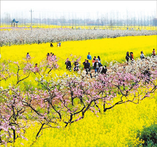 Peach blossoms welcome spring and thousands of people come to visit the countryside.