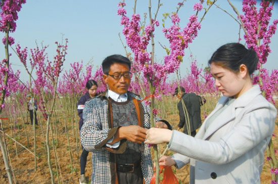 Planting giant bauhinia earns 20,000 yuan per mu