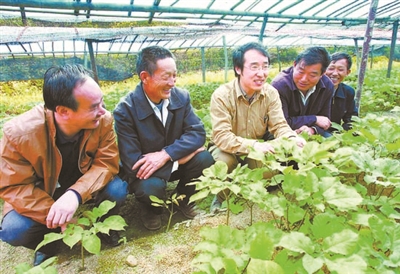 Anhui Agricultural University takes 30 years to take root in the Dabie Mountains