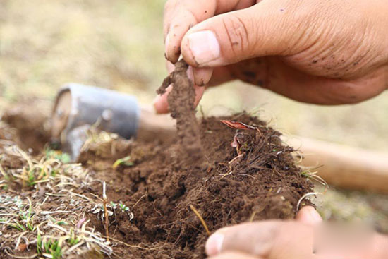 Yushu Cordyceps sinensis grass picking 